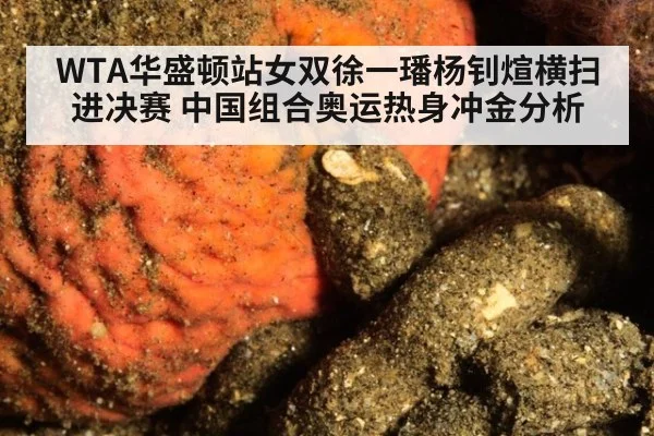 WTA华盛顿站女双徐一璠杨钊煊横扫进决赛 中国组合奥运热身冲金分析